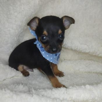 Júlio César, Pinscher (Alemán)