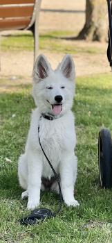 yeTee, Berger Blanc Suisse
