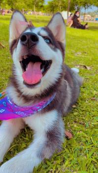 Leyla Pino, Husky Siberiano