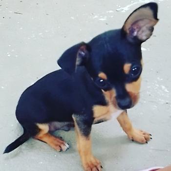 Leon, Pinscher (Alemán)