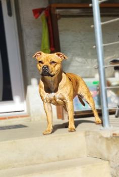 Sky, Staffordshire Bull Terrier