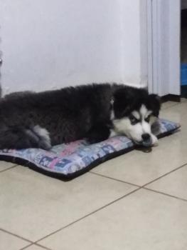 Bolt, Siberian Husky