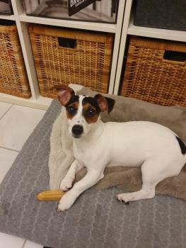 Baton, Jack Russell Terrier