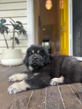 Yeshi, Tibetan Mastiff