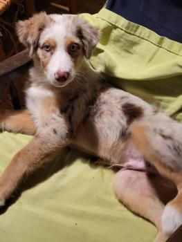 Tao, Berger Australien