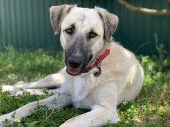 Luna, Otros perros