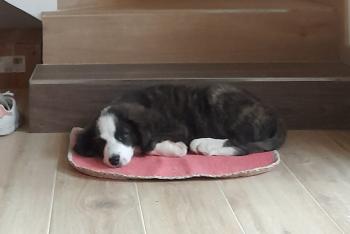 Lapis, Otros perros