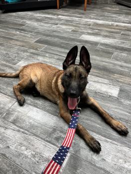Havoc, Pastor Belga Malinois
