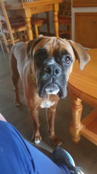 Boby, Boxer