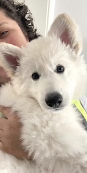 Luna, Pastor Blanco Suizo