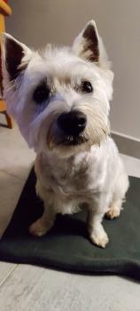 Saïko, West Highland Terrier