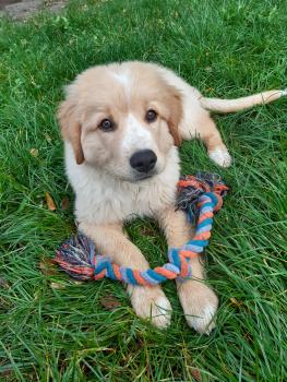 Björn, Labrador Retriever