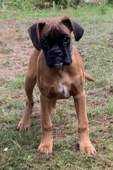 Thaïs, Boxer