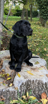 Thor, Cane Corso