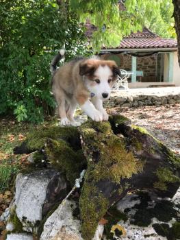 Tazz, Border Collie