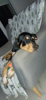 Titan, Altri cani
