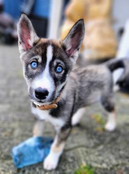 Sága, Husky Siberiano