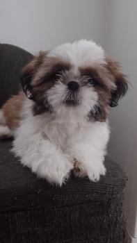 Sansao, Shih Tzu