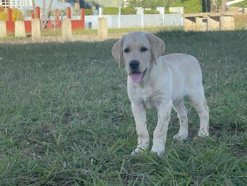 Lilly, Labrador Retriever
