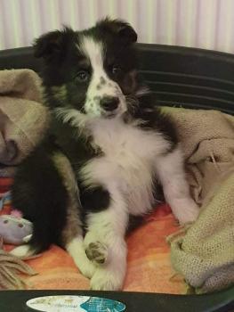 Seiya, Border Collie