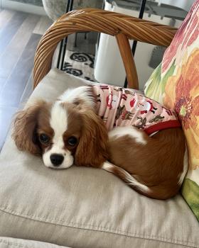 Molly, Cavalier King Charles Spaniel
