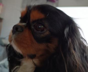 Patsy, Cavalier King Charles Spaniel