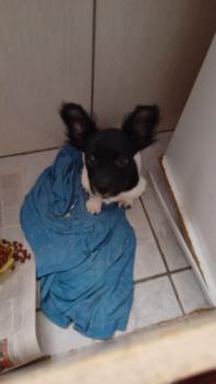 Lupi, Chihuahua