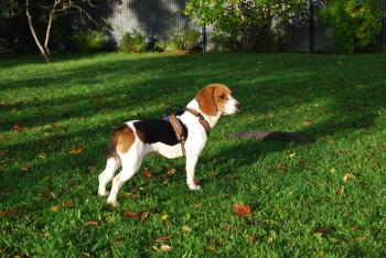 Spot, Beagle