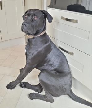 Frank, Cane Corso