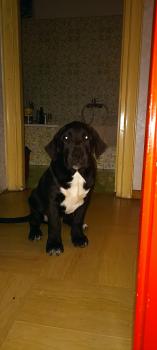 Raoul, Dogo Canario