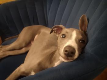 Tchoupie, Whippet