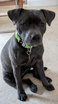 Nellie, Staffordshire Bullterrier