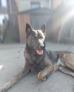 Negan, Pastor Belga Malinois