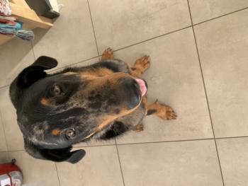 Texas, Cane da pastore di beauce