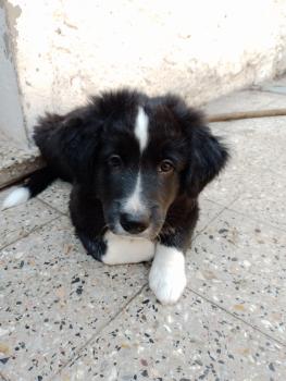 Polo, Border Collie