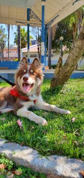 Logan, Husky Siberiano