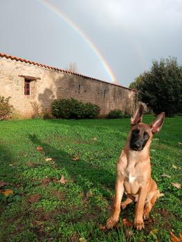 Jazz, Pastor Belga Malinois