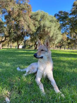 Rayo, Perro lobo checoslovaco