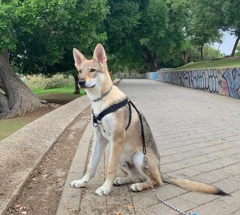 Balto, Tschechoslowakischer Wolfhund