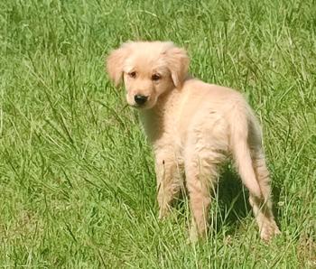 Mella, Golden Retriever