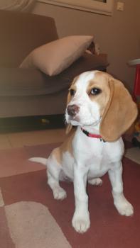 Tixie, Beagle