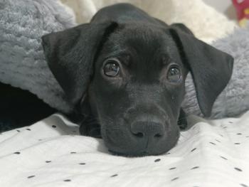 Nala, Labrador