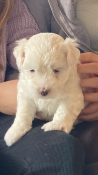 Spritz, Bichon Maltais