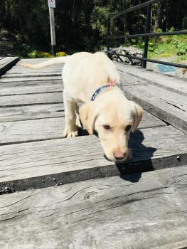 Sony, Labrador