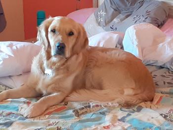 Raïka, Golden Retriever