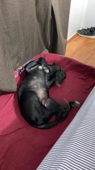 Di casolare, Cane Corso