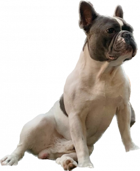 Pixel, Französische Bulldogge