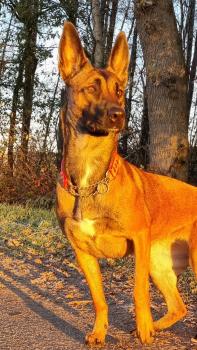 Jimmy, Berger Malinois
