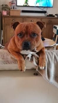 Skoty, Staffordshire Bull Terrier
