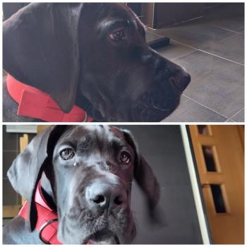 Zeus, Alano tedesco